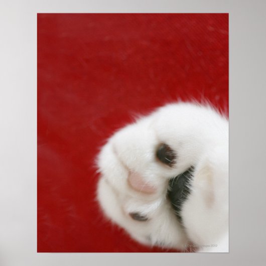 ネコの足 ポスター (正面)