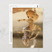 ネコの顔蜘蛛 – ハチの食べ物 ポストカード (正面/裏面)