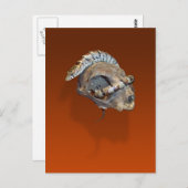 ネコスカル葉書のワニ ポストカード (正面/裏面)