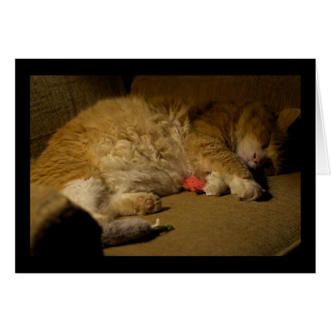 ネコ昼寝 (正面横)