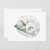 ネコ昼寝 ポストカード (正面/裏面)