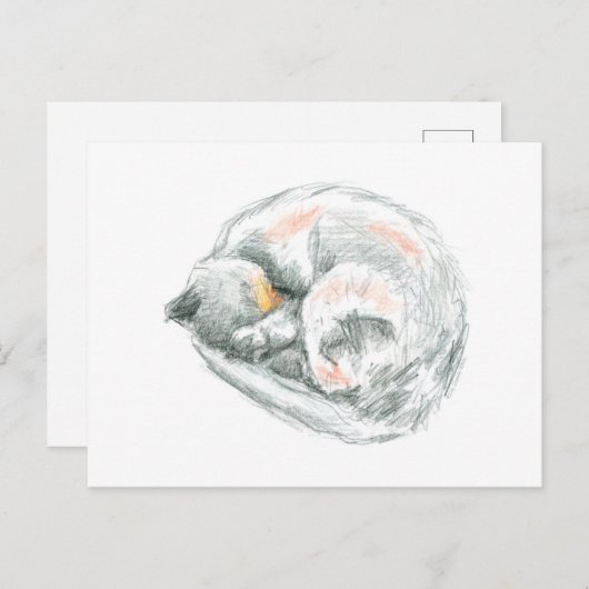 ネコ昼寝 ポストカード (正面/裏面)