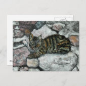 ネコ昼寝 ポストカード (正面/裏面)