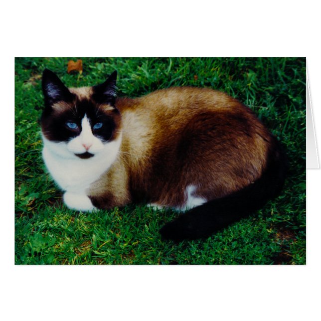 ネコ科の美しい (正面横)