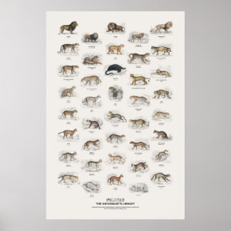 ネコ科動物 - ナチュラリスト図鑑 ポスター