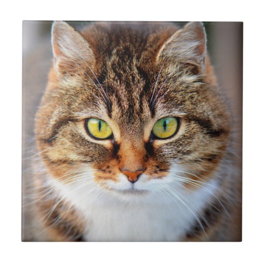 ネコ顔 タイル (正面)