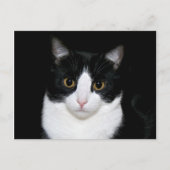 ネコ顔 ポストカード (正面)