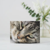 ネコ顔 ポストカード (スタンド正面)