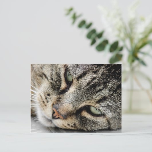 ネコ顔 ポストカード (スタンド正面)