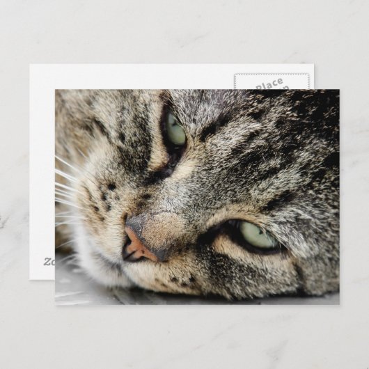 ネコ顔 ポストカード (正面/裏面)