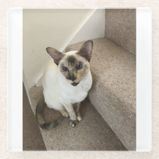 ネコ魔法 ガラスコースター