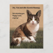 ネコ・イースターバニー😸🐰 ポストカード (正面)