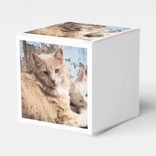 ネコ フェイバーボックス (正面サイド)