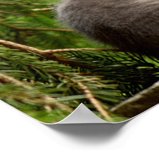 ネコ ポスター (角)