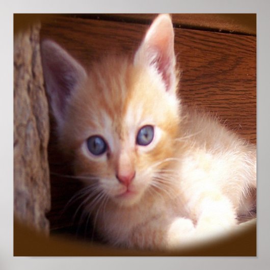 ネコ ポスター (正面)