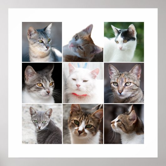 ネコ ポスター (正面)