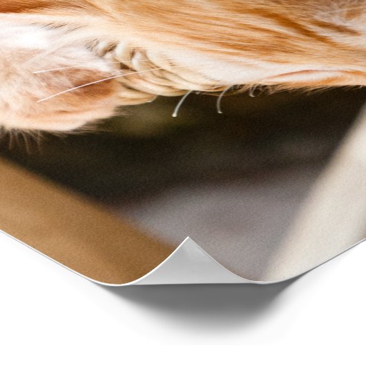 ネコ ポスター (角)