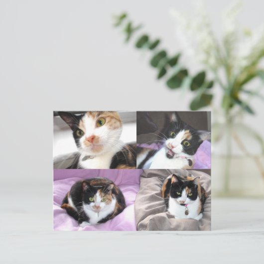 ネコ ポストカード (スタンド正面)