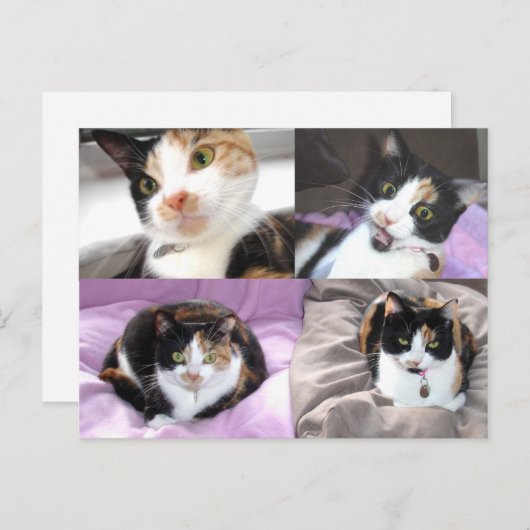 ネコ ポストカード (正面/裏面)