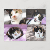ネコ ポストカード (正面)