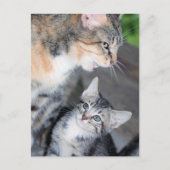 ネコ ポストカード (正面)