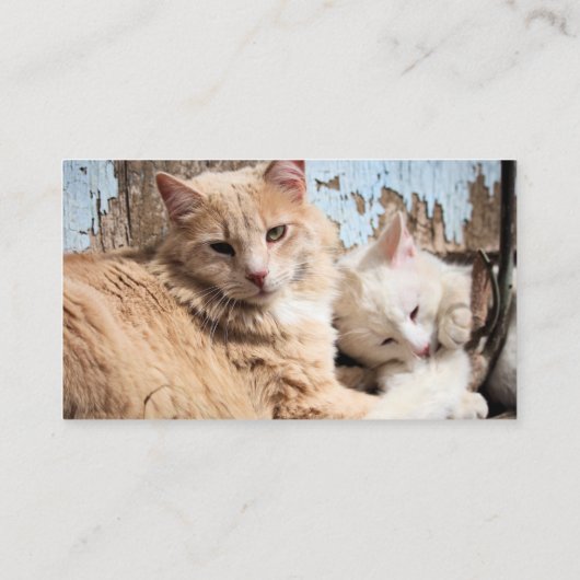 ネコ 名刺 (裏面)