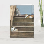 ネコ、誕生日 カード (正面)