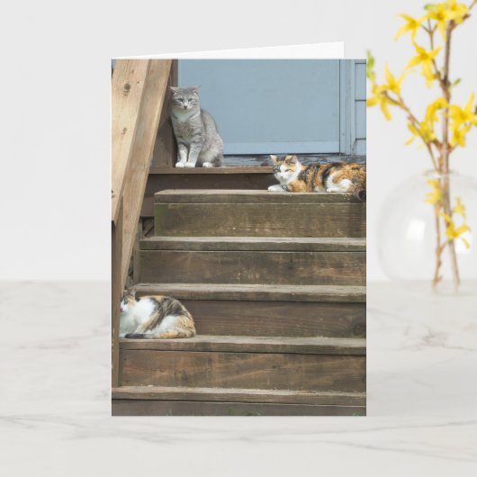 ネコ、誕生日 カード (黄色い花)