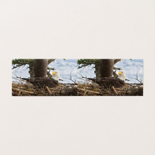 ネスティングハゲワシ (外部フラット)