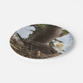 ネスティングハゲワシ ペーパープレート (アングル)
