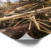 ネスティングハゲワシ ポスター (角)