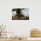 ネスティングハゲワシ ポスター (キッチン)