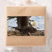 ネスティングハゲワシ ラベル (インサイチュ)