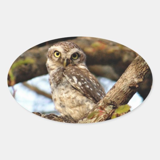 ネスティングフクロウ 楕円形シール (正面)