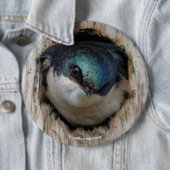 ネストボックスのツリースローソングバード 缶バッジ (インサイチュ)