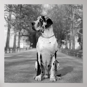 ネストル黒白 ポスター