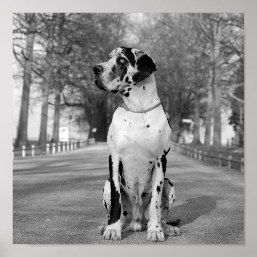 ネストル黒白 ポスター (正面)