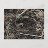ネスト ポストカード (正面)
