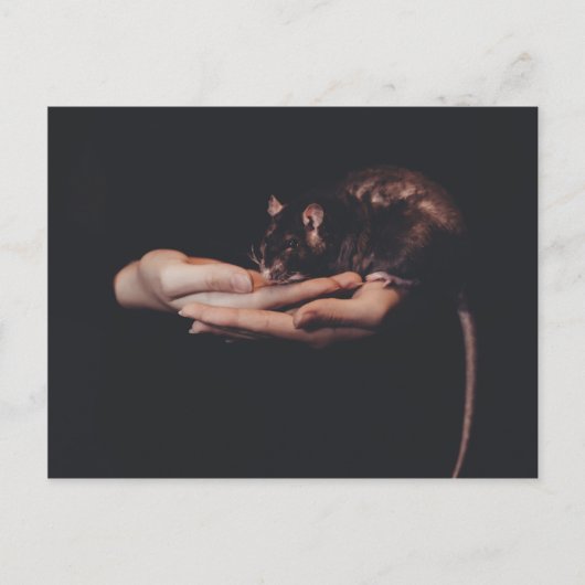 ネズミが手に… ポストカード (正面)