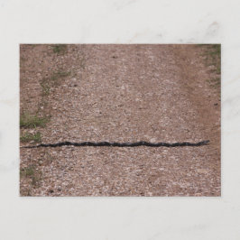 ネズミのヘビ ポストカード