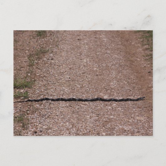 ネズミのヘビ ポストカード (正面)