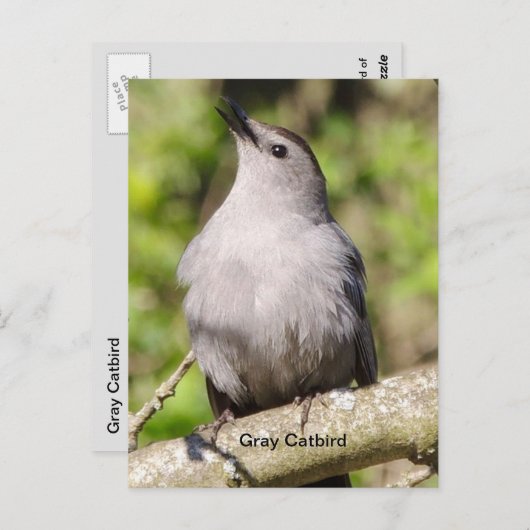 ネズミ ポストカード (正面/裏面)