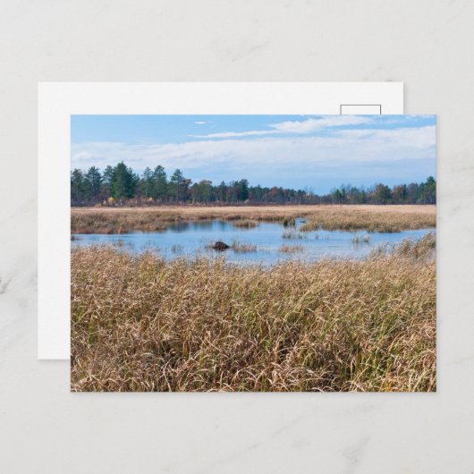 ネセダ牧草湿地と森のはがき ポストカード (正面/裏面)