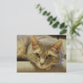 ネダ ポストカード (スタンド正面)