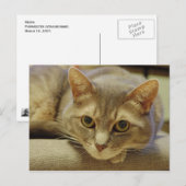 ネダ ポストカード (正面/裏面)