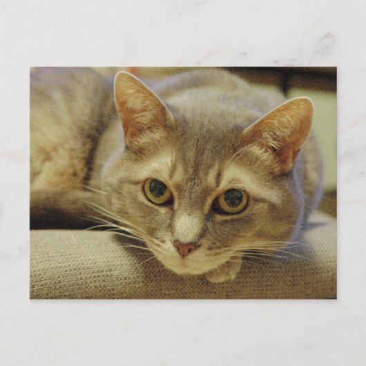 ネダ ポストカード (正面)