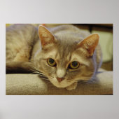 ネッダ ポスター (正面)