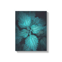 ネットル自然写真