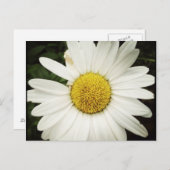 ネット製デイジーはがき ポストカード (正面/裏面)