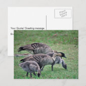 ネネ ポストカード (正面/裏面)